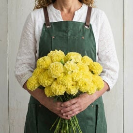 Nosento Limegreen, Marigold Seeds